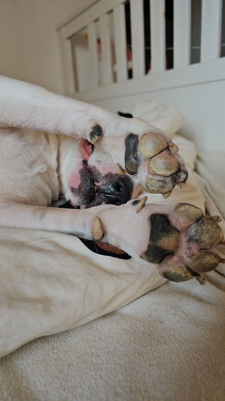 Hundgestützte Pädagogik im Rahmen des Persönlichen Budgets